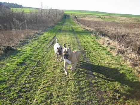 Dogo canario Fiona billede 11