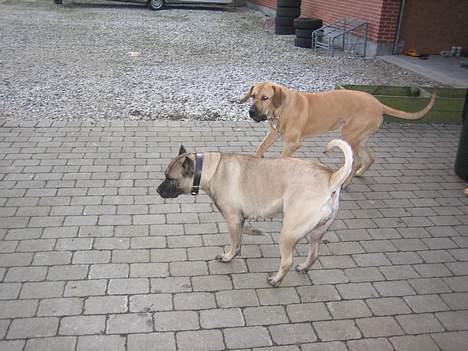 Dogo canario Fiona billede 12