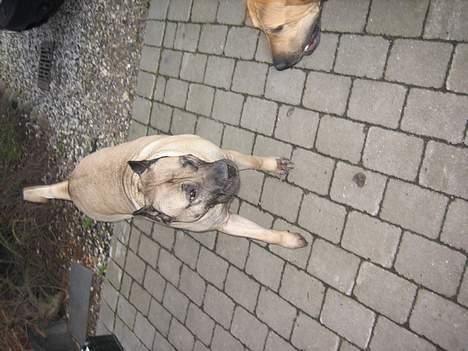 Dogo canario Fiona billede 13