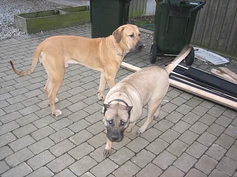 Dogo canario Fiona billede 14