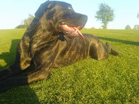 Cane corso Shakira billede 14