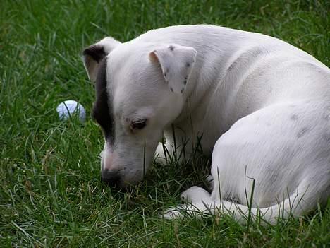 Jack russell terrier Styrmand - Afslapning på græsplænen. billede 9