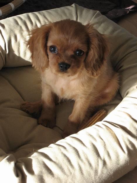 Cavalier king charles spaniel Nugga  billede 5