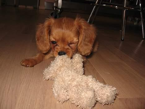 Cavalier king charles spaniel Nugga  - 11uger og meget farlig!  billede 6