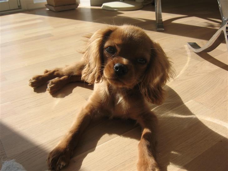 Cavalier king charles spaniel Nugga  - det er dejligt at ligge i solen... billede 8