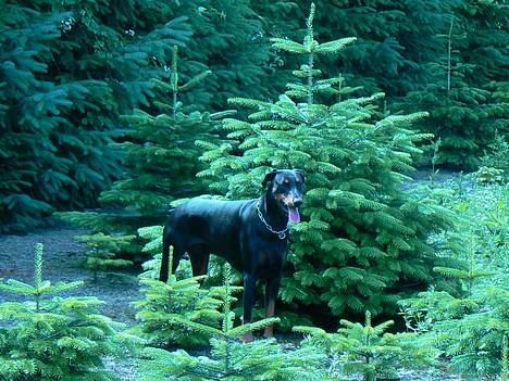 Dobermann Zeus billede 10