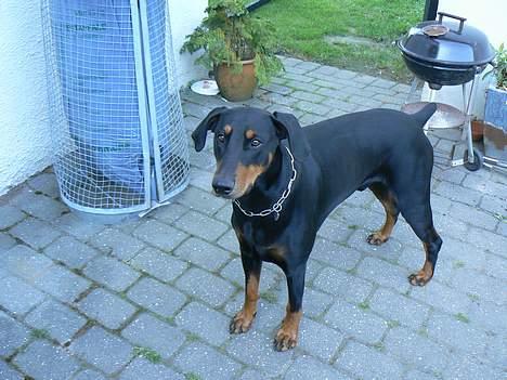 Dobermann Zeus billede 11