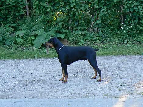 Dobermann Zeus billede 12