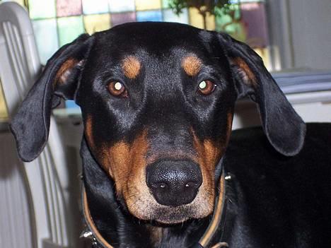 Dobermann Zeus billede 13