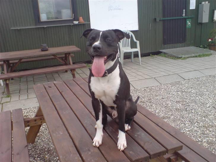 Amerikansk staffordshire terrier TEX - vil gerne ha lidt vand far..? billede 1