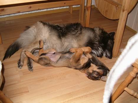 Blanding af racer Bjørn - Bjørn og Baloo der hygger billede 20