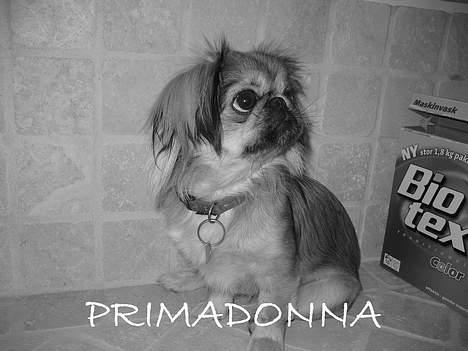 Blanding af racer Sille billede 9