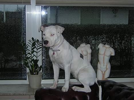 Amerikansk staffordshire terrier Diva billede 5