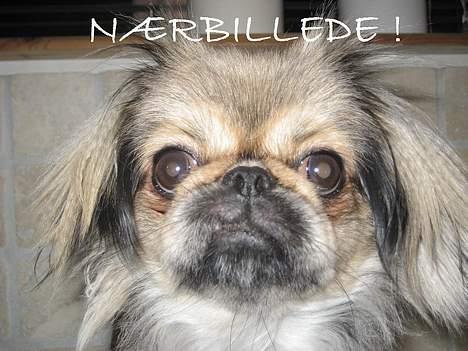 Blanding af racer Sille billede 10