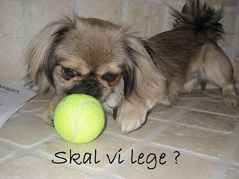 Blanding af racer Sille billede 11