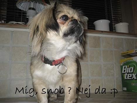 Blanding af racer Sille billede 12