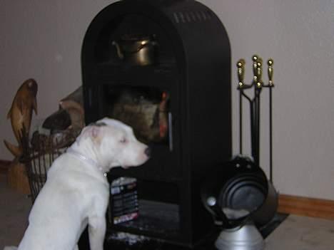 Amerikansk staffordshire terrier Diva billede 6