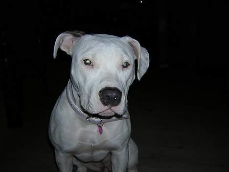 Amerikansk staffordshire terrier Diva billede 7