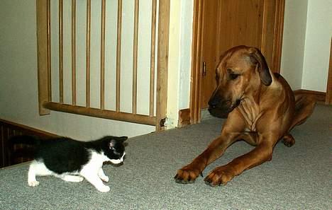 Rhodesian ridgeback Monomotabas Ruby Cabernet - (Ruby og Jumbo/Tusse) Ruby: " Skulle det forestille en løve? " billede 2