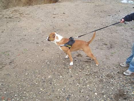 Amerikansk staffordshire terrier Gonzo billede 10