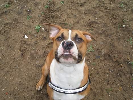 Amerikansk staffordshire terrier Gonzo - Se hvor flotte bisser! Er lidt Provo her.. billede 11