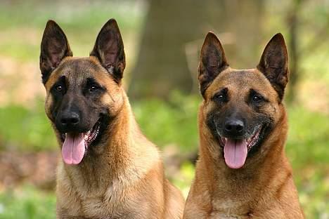 Malinois IPO3 Vandalen´s Iroc - over regnbuen  - Iroc med hans mor, Ludi, efterår 2006. En pragtfuld tæve, som jeg savner meget. billede 17