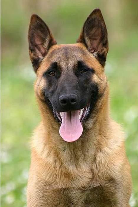 Malinois IPO3 Vandalen´s Iroc - over regnbuen  - Iroc, efterår 2006 billede 18