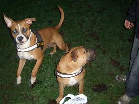 Amerikansk staffordshire terrier Gonzo - WCR: Gonzo & Monty billede 12