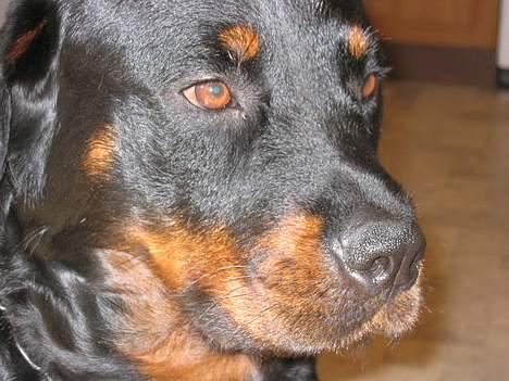 Rottweiler Idor billede 1