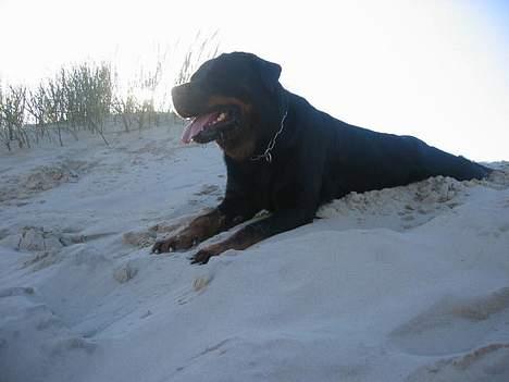 Rottweiler Idor billede 2