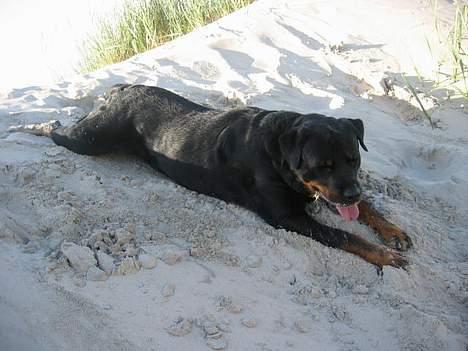 Rottweiler Idor billede 3
