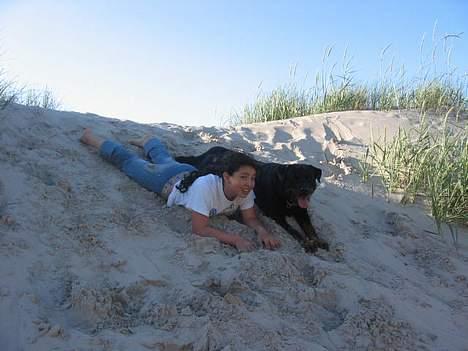 Rottweiler Idor billede 4