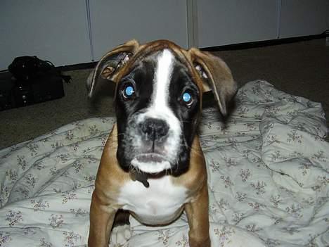 Boxer Zippo ( The Roligans) billede 1