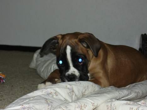 Boxer Zippo ( The Roligans) billede 2