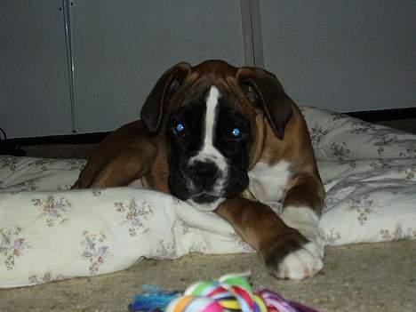 Boxer Zippo ( The Roligans) billede 3