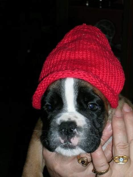 Boxer Zippo ( The Roligans) billede 4