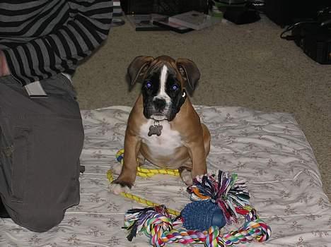 Boxer Zippo ( The Roligans) billede 6