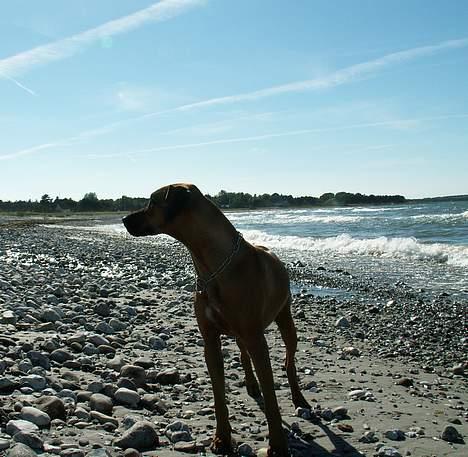 Rhodesian ridgeback Monomotabas Ruby Cabernet - " Er jeg ikke SMUK ved havet? " billede 3