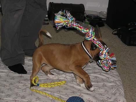 Boxer Zippo ( The Roligans) billede 7