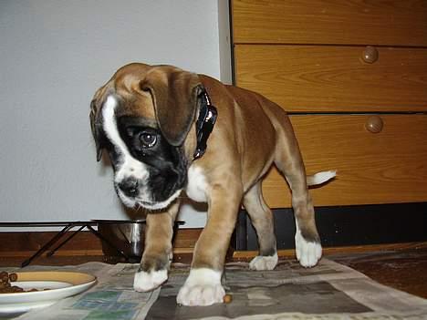 Boxer Zippo ( The Roligans) billede 8