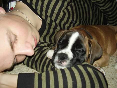 Boxer Zippo ( The Roligans) billede 9