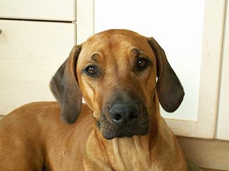 Rhodesian ridgeback Monomotabas Ruby Cabernet - Ruby Spørg.. <´333 billede 4