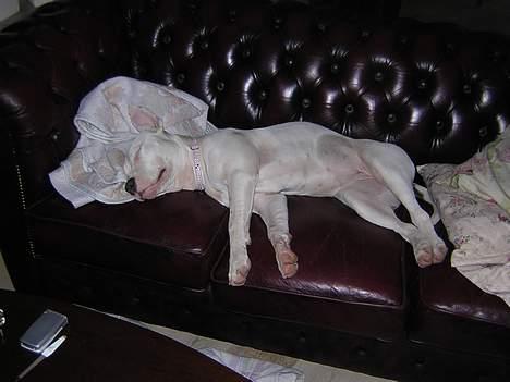 Amerikansk staffordshire terrier Diva billede 8