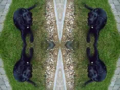 Labrador retriever santos billede 6