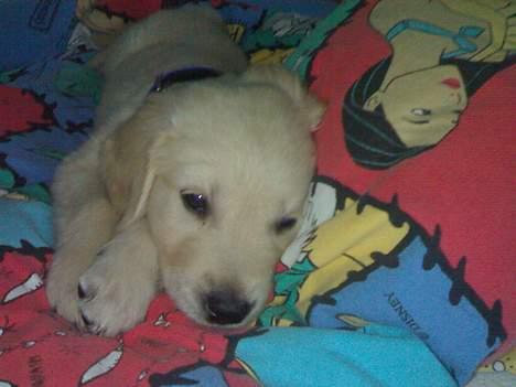 Golden retriever chico billede 19