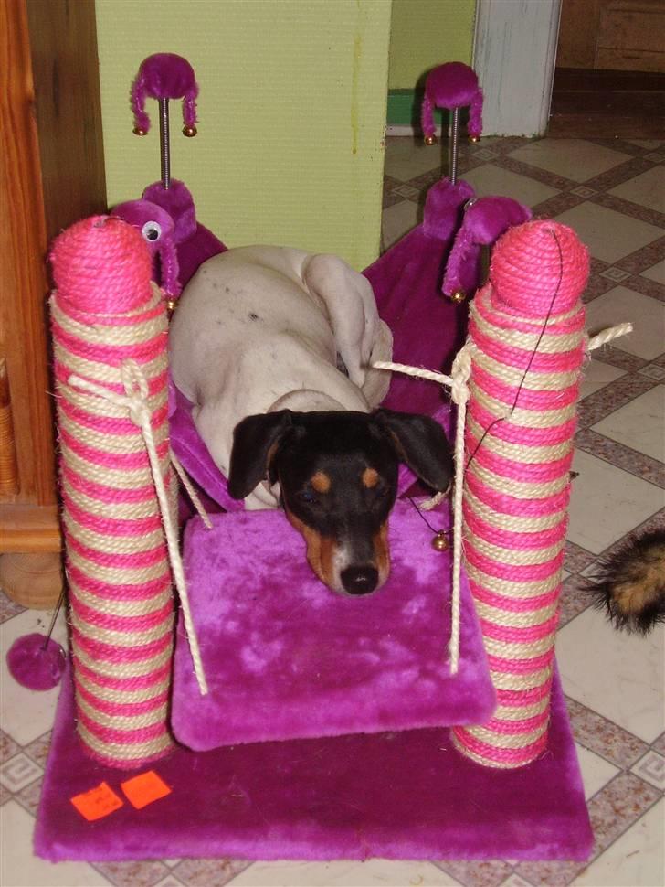 Dansk svensk gaardhund daisy  - velkommen  til Daisy´s profil... billede 1