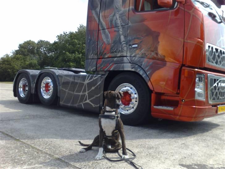 Amerikansk staffordshire terrier torsten - Hej hej, jeg har faktisk travlt. billede 1