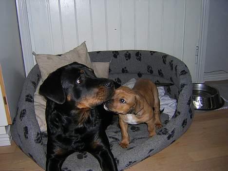 Blanding af racer TIMON "BULLROT"   R.I.P. - jeg var så glad for min storesøster..  hun var så så dejlig at pudde med billede 20