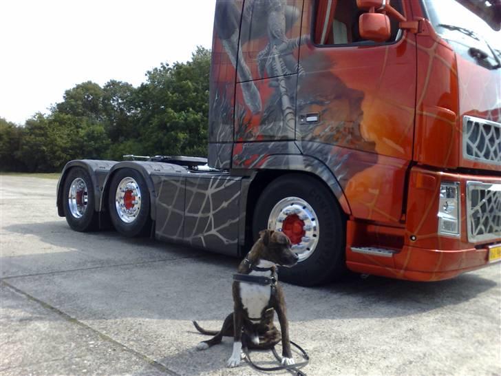 Amerikansk staffordshire terrier torsten - Tyg, Tyg, mmh, det smager rigtig godt billede 2