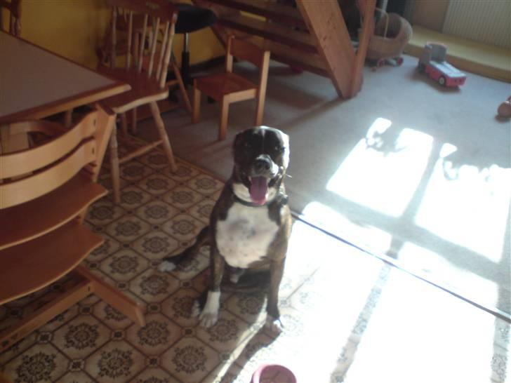 Amerikansk staffordshire terrier torsten - Du får ikke lov til at få den, så spiser jeg bare det hele Nu! billede 3